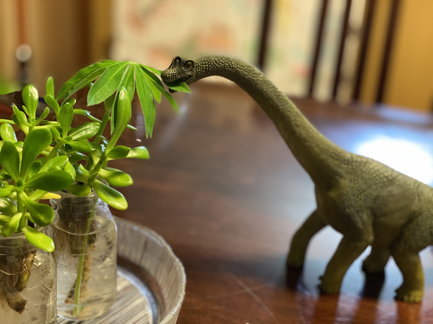観葉植物と恐竜