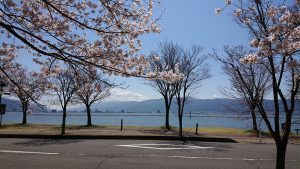 諏訪湖と桜